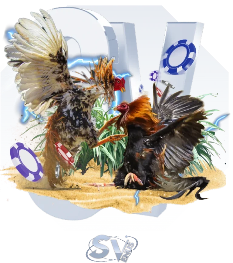 PGDOG-ไก่ชน